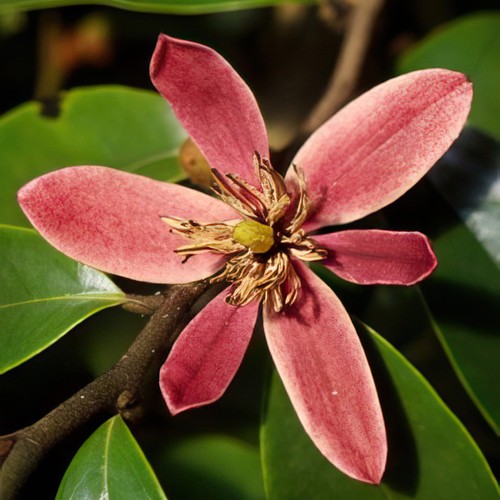 Magnolia stellar ruby - ruby, fragrant