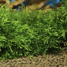 *BUY 2 GET 1 FREE* Java Moss