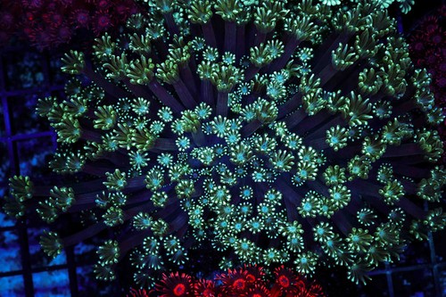 Teal goniopora colony wysiwyg - goniopora,