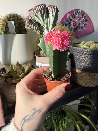 Cactus gymnocalycium - cactus,