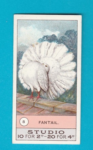 Fowls pigeons dogs - pigeons, &