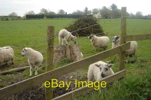 Photo 6x4 frisky lambs - photo,