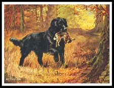FLAT COATED RETRIEVER DOG ART