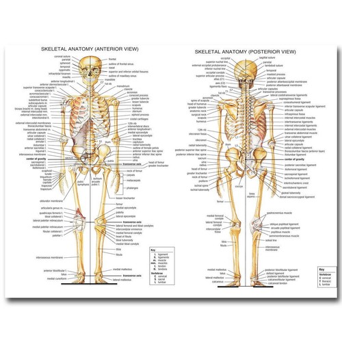 82414 skeletal system human - skeletal,