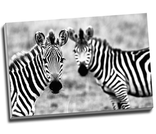 Wild african zebra wildlife - wild,