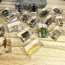 Small Real Bugs Insects Acrylic Block Resin Paperweight Taxidermy Entomology