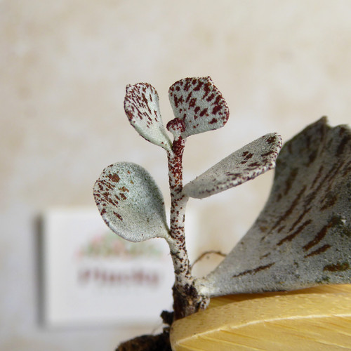 Kalanchoe rhombopilosa pies - kalanchoe,