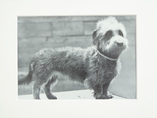 Dandie dinmont terrier dog - dandie,