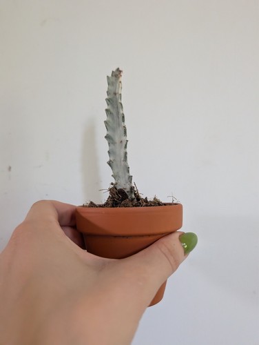 Euphorbia lactea white ghost - lactea,