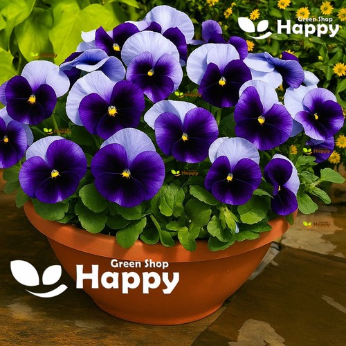 Flower pansy swiss - flower,