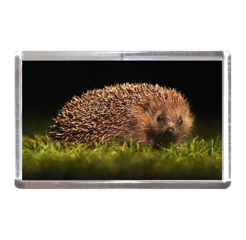 Fridge magnet hedgehog mammal - magnet:,
