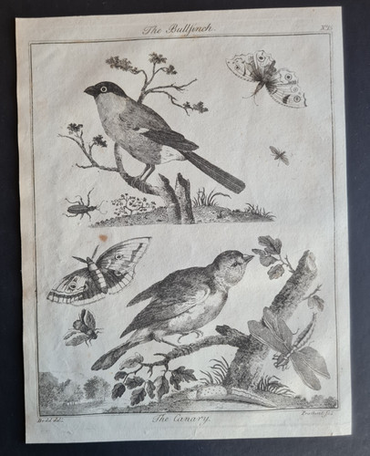 Antique 1792 print birds - 1792,