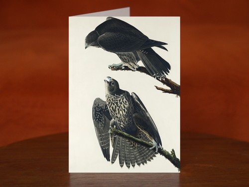 Labrador falcon art print - art,