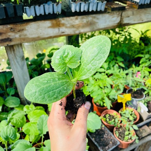 Courgette green bush organic - green,