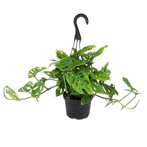 Swiss cheese plant monstera - 6",