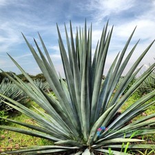 100 Seeds Agave Tequilana Blue