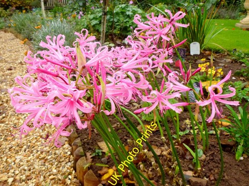 Photo 12x8 nerine - nerine,