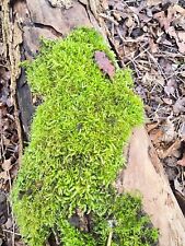 Live fern sheet moss Reptile - Garden-vivariums - PREMIUM quality 20x20cm