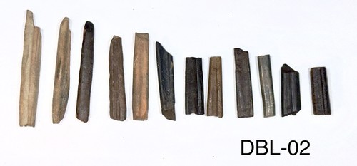 Ancient fossil deer bone - fossil,