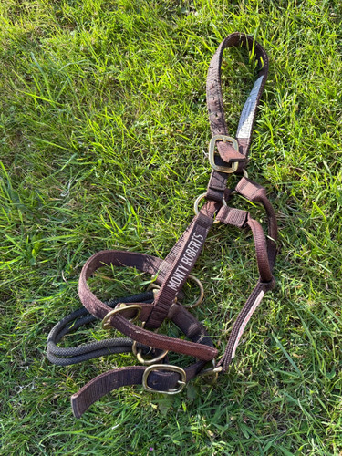 Monty roberts medium dually - monty,