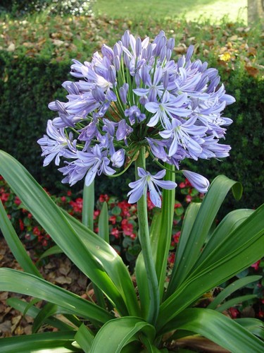 Sky blue agapanthus - , of