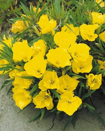 Dwarf evening primrose yellow - primrose,