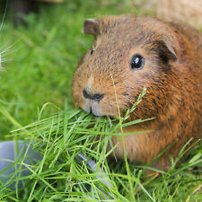 360 Guinea Pig UK Timothy Grass Hay Seeds Grow Your Own Animal Food & Bedding 3G
