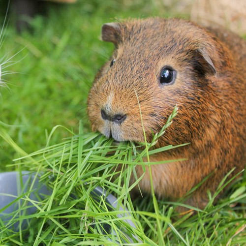 360 guinea pig - uk, timothy