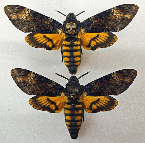 Sphingidae acherontia atropos - sphingidae,