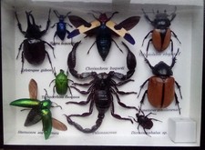 Bugs In A Frame Display Box