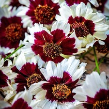 Coreopsis Incredible Swirls x