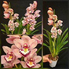 Cymbidium Burgundy Lip