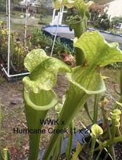 Sarracenia Wilkerson White