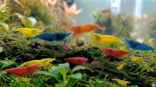Live shrimp red orange blue - 60,