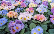 Very Healthy Provence Mixed  F1 Mini Primrose Plug Plants X 6
