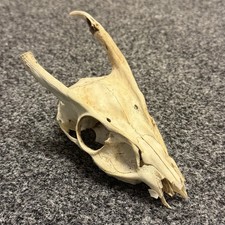 Muntjac Deer Skull Taxidermy