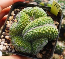 Rare Cacti Strombocactus