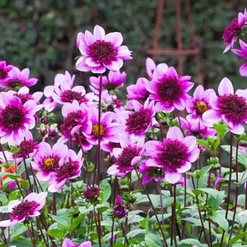 Dahlia blue bayou bulbs - 4,