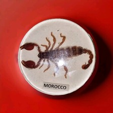 Rare beautiful scorpion - x,