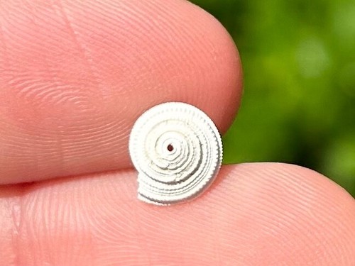 England fossil gastropod - england,