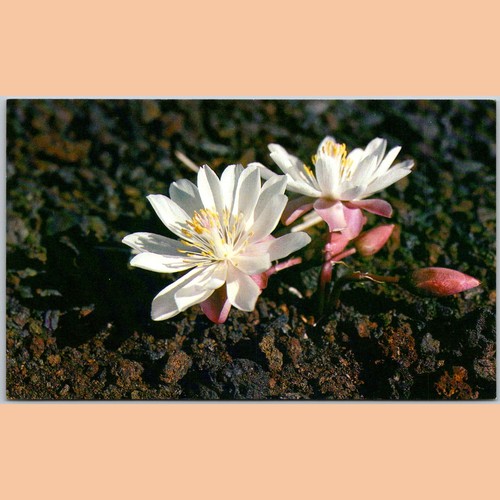 Postcard bitterroot lewisia - bitterroot,