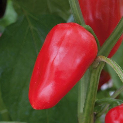 Capsicum bell pepper - bell, red