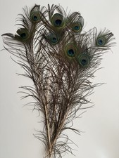 8x  Peacock Feathers