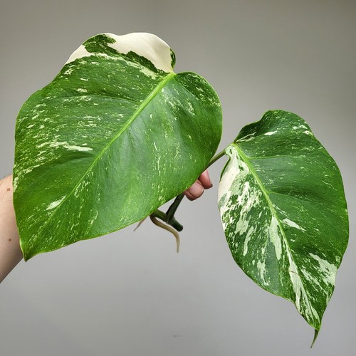 Monstera deliciosa albo - monstera,