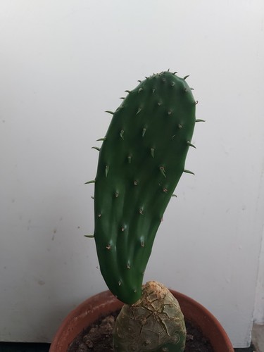Cactus opuntia prickly pear - cactus,