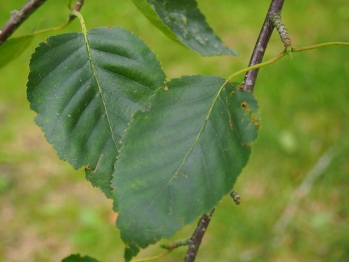 Betula utilis doorenbos - 'doorenbos', /