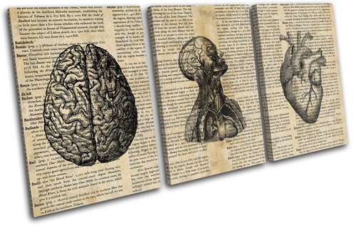 Anatomical sketch shabby chic - anatomical,