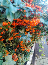 PYRACANTHA COCCINEA -