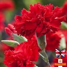 CARNATION 60 SEEDS “RED CARPET” DIANTHUS RED GIANT