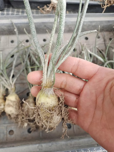 2cm cactis live astrophytum - cactis,